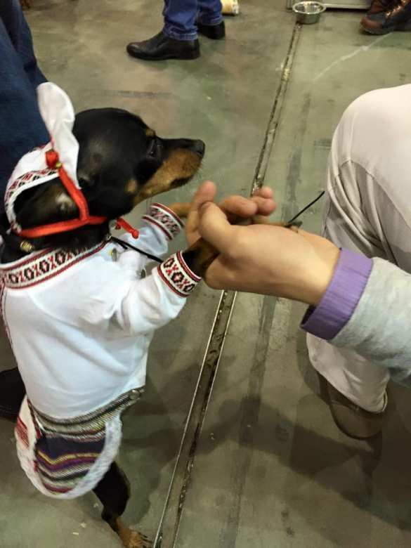 Киевские собаки маршируют по улицам в вышиванках (ФОТО) | Русская весна