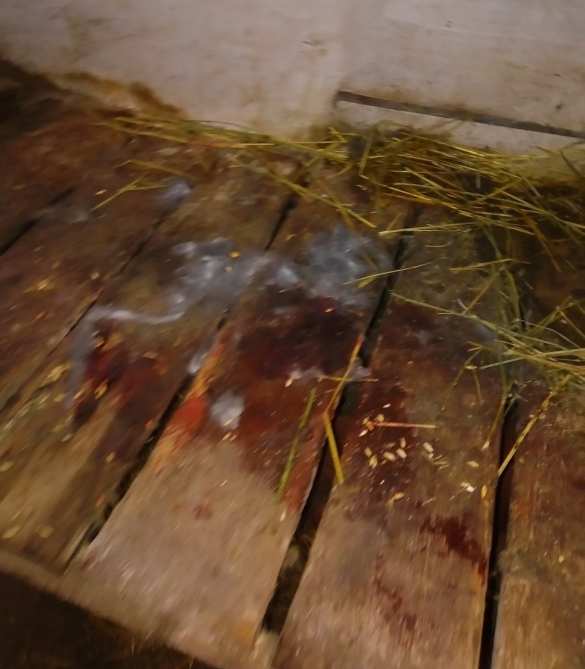 Гипнотизирует и отрывает головы: В Мариуполе объявилась загадочная «чупакабра» (ФОТО) | Русская весна