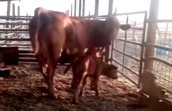 В Израиле появился библейский предвестник Конца света (ФОТО) | Русская весна