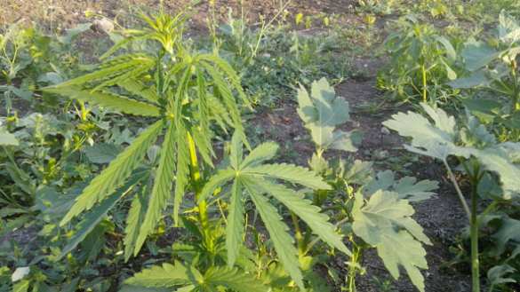 Хроники «незалежной»: в Краматорске ликвидируют герб Украины (ФОТО) | Русская весна