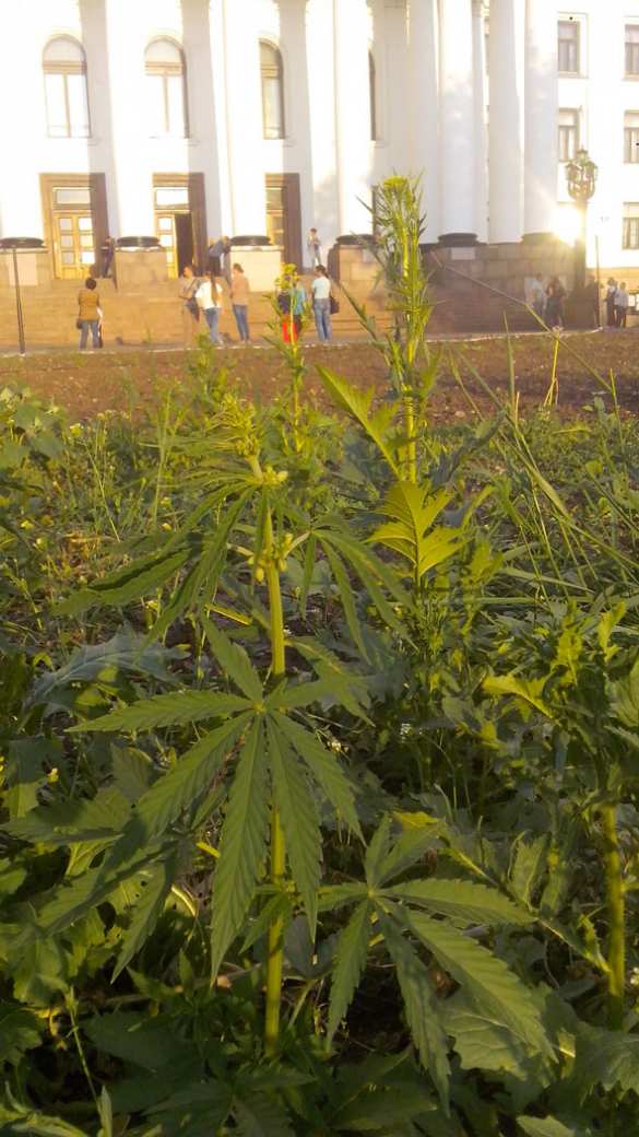 Хроники «незалежной»: в Краматорске ликвидируют герб Украины (ФОТО) | Русская весна