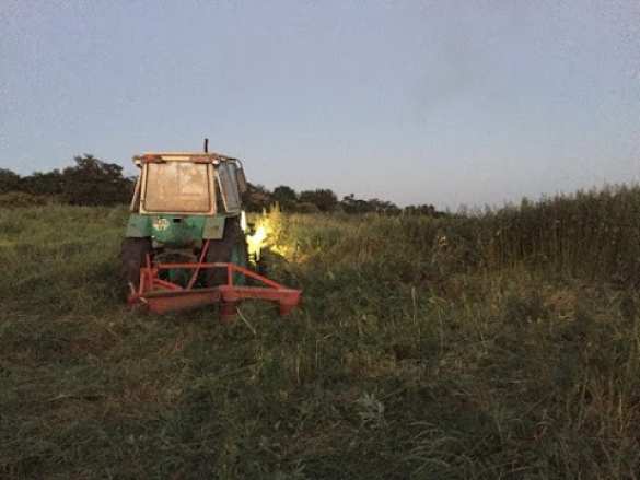 «СБУшники» жгли коноплю в «АТО» (ФОТО) | Русская весна