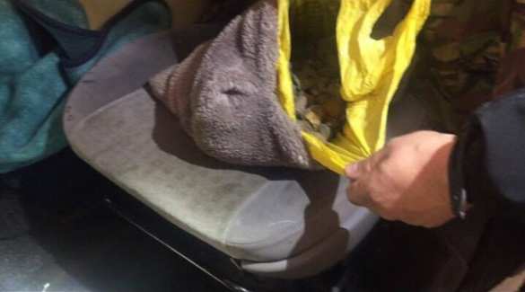 Новости безвиза: украинец вез в Польшу десятки кило янтаря (ФОТО, ВИДЕО) | Русская весна