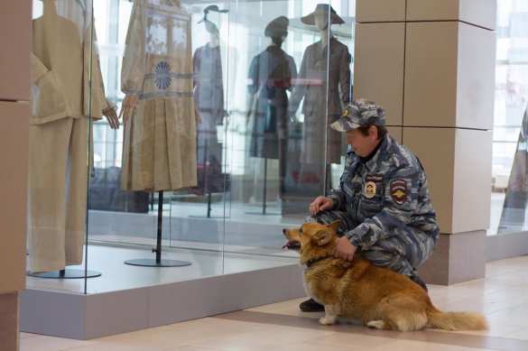 Сдавайтесь, у меня лапки: самый милый пёс служит в полиции Нижнего Новгорода (+ВИДЕО, ФОТО) | Русская весна