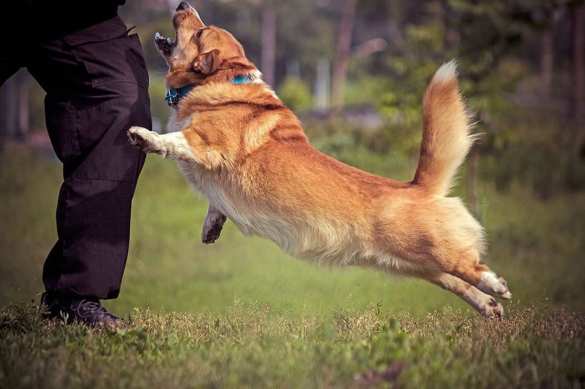 Сдавайтесь, у меня лапки: самый милый пёс служит в полиции Нижнего Новгорода (+ВИДЕО, ФОТО) | Русская весна