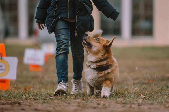 Сдавайтесь, у меня лапки: самый милый пёс служит в полиции Нижнего Новгорода (+ВИДЕО, ФОТО) | Русская весна