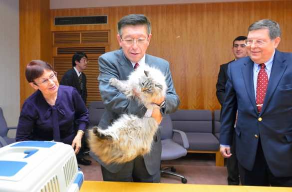 Японский губернатор рассказал о судьбе подаренного Путиным кота (ФОТО, ВИДЕО) | Русская весна
