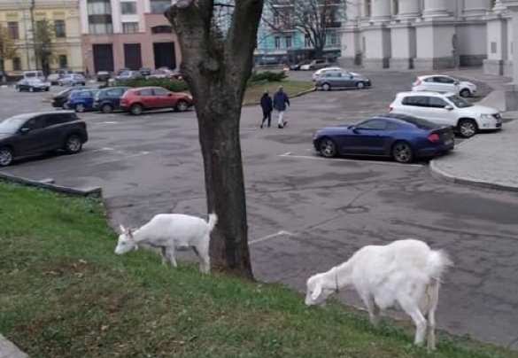 Европейская столица: Под зданием МИД Украины пасутся козы (ФОТО) | Русская весна