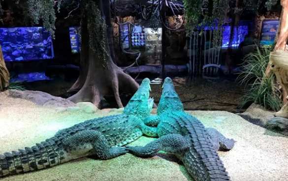 Крокодил советского космонавта откусил руку пожилому шведу (ФОТО) | Русская весна