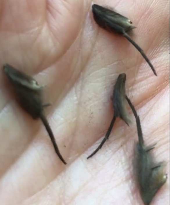 Загадочные крысочерви «пришли в гости» к новозеландцу (ФОТО, ВИДЕО) | Русская весна