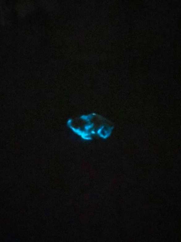 Украинка рассказала шокирующую историю о светящейся тушке курицы из супермаркета (ФОТО) | Русская весна