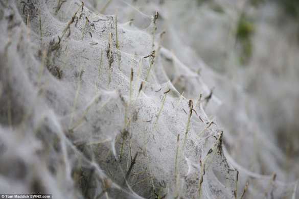 В Британии лес превратился в жуткие декорации к фильму ужасов (ФОТО) | Русская весна