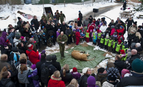 Их нравы: датчане в очереди у зоопарка ждут вскрытия льва (+ФОТО) | Русская весна