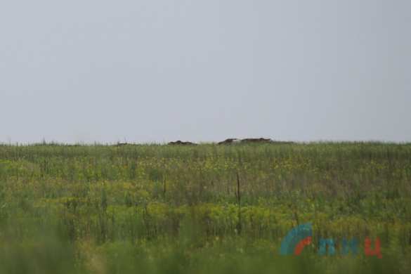 ЛНР: Оккупанты готовят участки для прорыва (ФОТО) | Русская весна