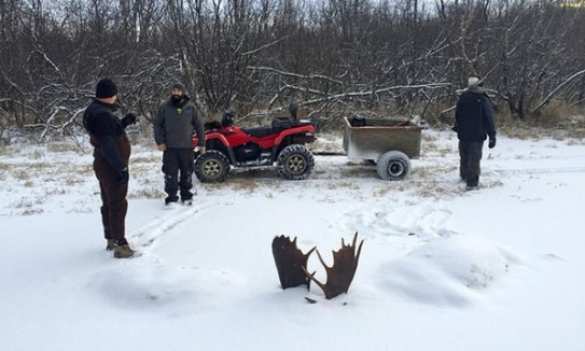 Ледовое побоище: лоси вмерзли в озеро во время боя (ФОТО) | Русская весна