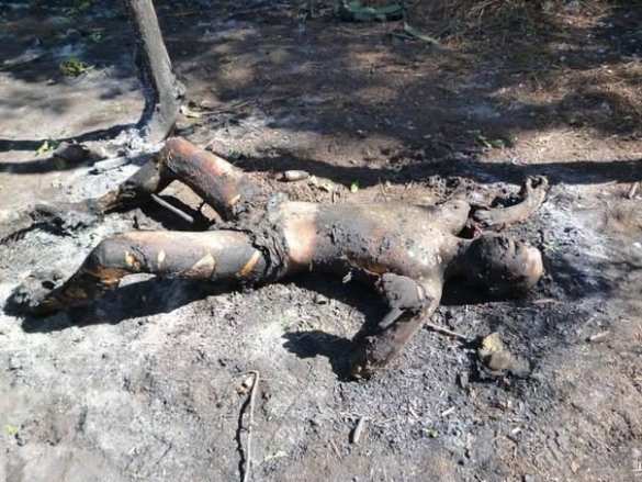 Фото сгоревших вместе с бронетехникой карателей из батальона "Айдар" (18+) | Русская весна