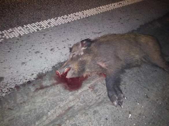 Стадо диких кабанов спровоцировало ДТП подо Львовом (ФОТО 18+) | Русская весна