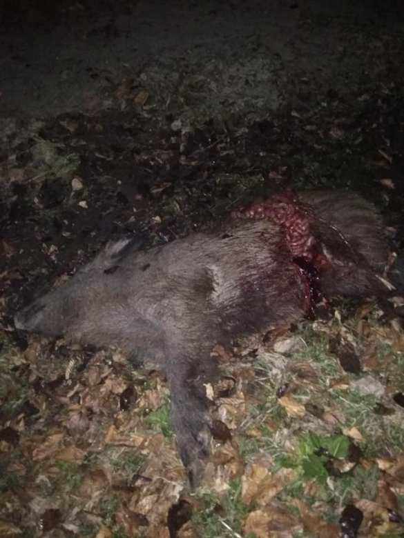 Стадо диких кабанов спровоцировало ДТП подо Львовом (ФОТО 18+) | Русская весна