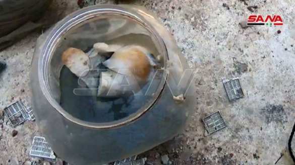 Жуткая находка в Сирии: людей распиливали на части для продажи (ФОТО 18+) | Русская весна