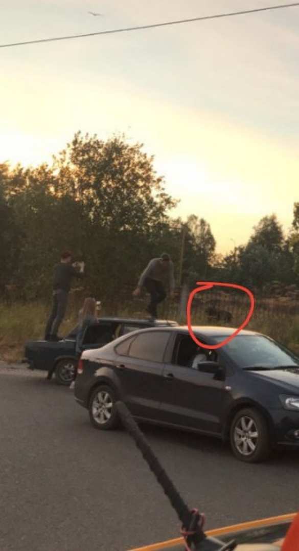 В центре Архангельска полицейский застрелил медведя, напавшего на человека (ФОТО) | Русская весна