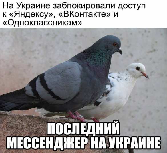 «Кто ВКонтакте — тот москаль»: интернет взорвался фотожабами (ФОТОЛЕНТА) | Русская весна