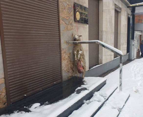 В центре Харькова повесили выпотрошенный труп овцы (ФОТО 18+) | Русская весна