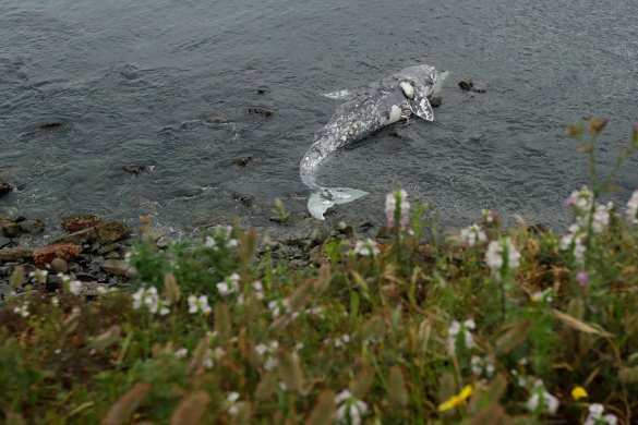 Что убивает морских гигантов у берегов США (ФОТО) | Русская весна
