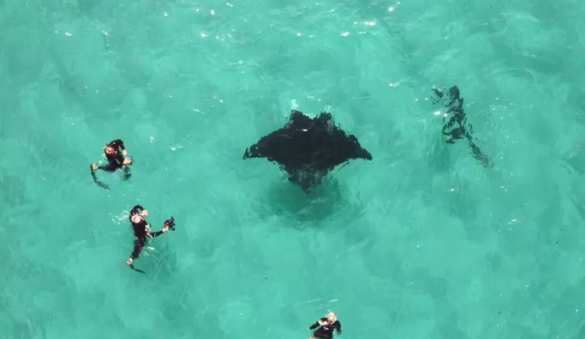 Гигантский морской дьявол приплыл к людям за помощью (ФОТО, ВИДЕО) | Русская весна