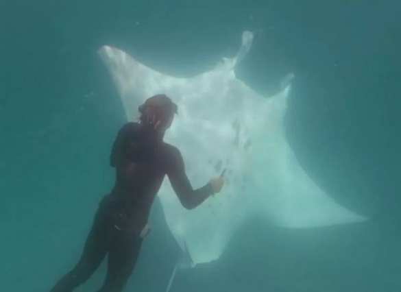 Гигантский морской дьявол приплыл к людям за помощью (ФОТО, ВИДЕО) | Русская весна