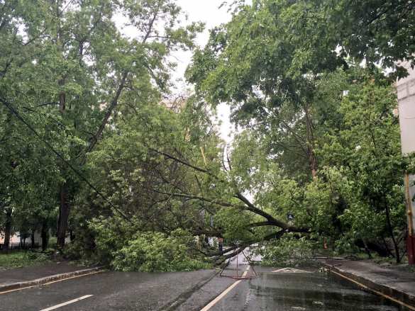 Число жертв урагана в Москве растет (+ВИДЕО, ФОТО) | Русская весна