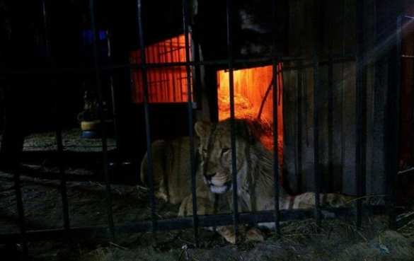 Шокирующая Украина: В Запорожье лев напал на посетителя бани (ФОТО) | Русская весна