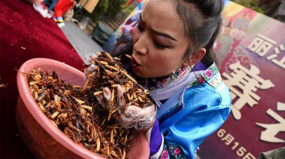 Учёные объяснили, почему люди должны начать есть насекомых | Русская весна