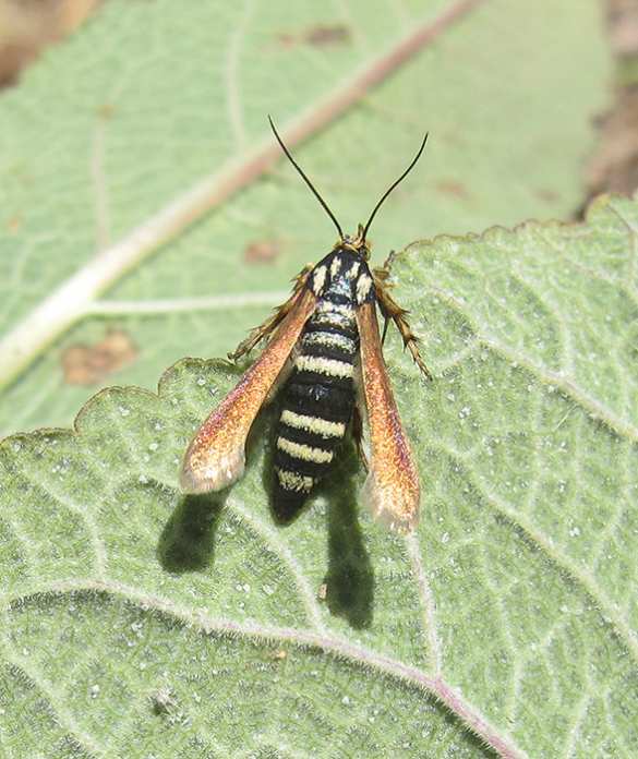 В Крыму открыт новый вид насекомых (ФОТО) | Русская весна