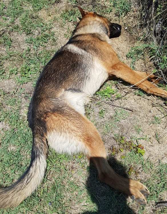 В Италии отравили самого знаменитого пса-спасателя (ФОТО, ВИДЕО) | Русская весна