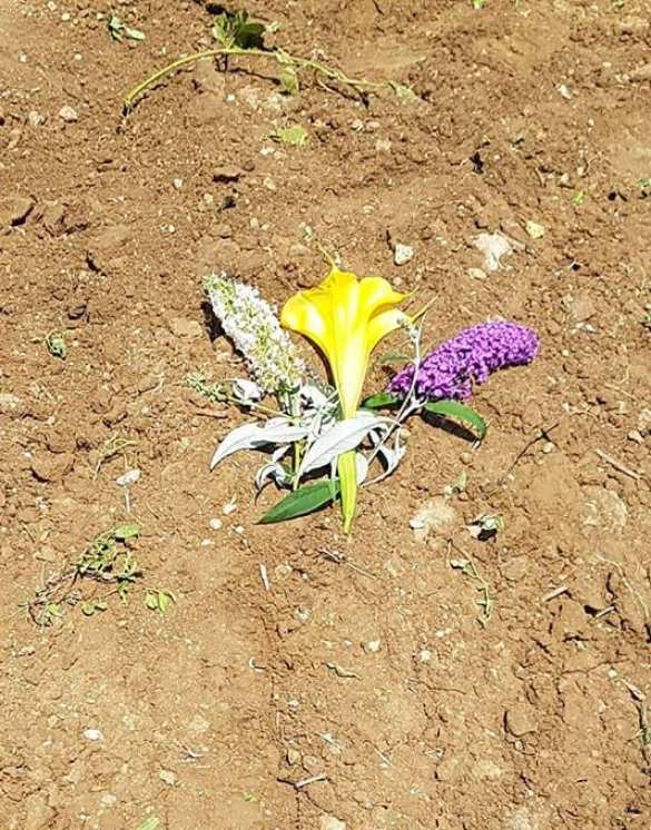 В Италии отравили самого знаменитого пса-спасателя (ФОТО, ВИДЕО) | Русская весна