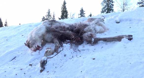 Жуткие кадры: более 100 северных оленей погибли под колесами поездов (ФОТО, ВИДЕО 18+) | Русская весна