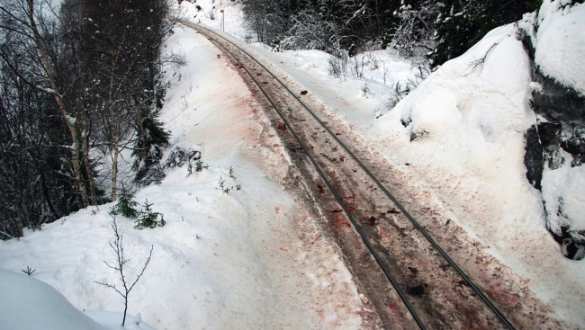 Жуткие кадры: более 100 северных оленей погибли под колесами поездов (ФОТО, ВИДЕО 18+) | Русская весна
