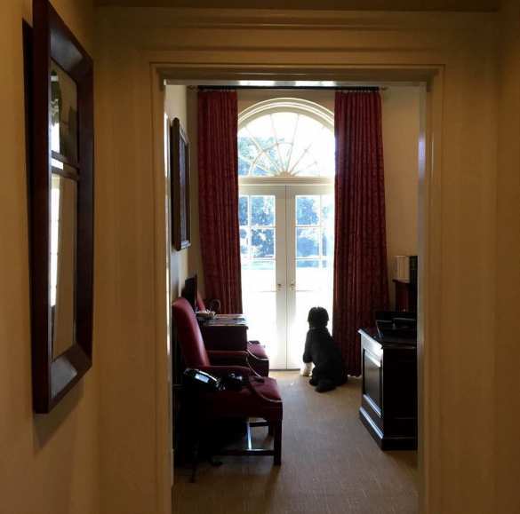 Обама с утками и горящий камин — главные события года по мнению фотографа Белого дома (ФОТОЛЕНТА) | Русская весна