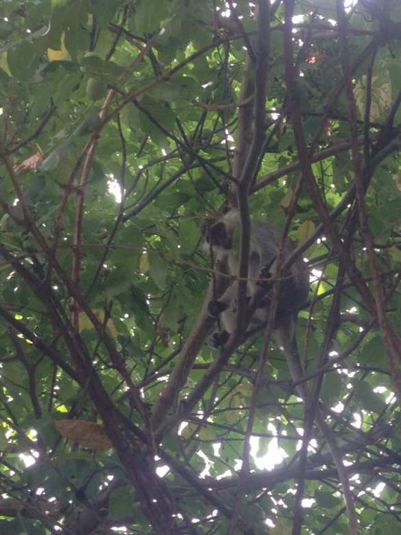 Под Одессой стая обезьян уже неделю грабит сады украинцев (+ВИДЕО, ФОТО) | Русская весна