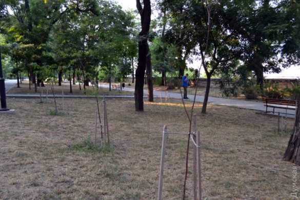 Фото: Андрей Колисниченко Знаки: в Одессе засохли деревья, высаженные в память о «небесной сотне» — их забыли поливать (ФОТО) | Русская весна