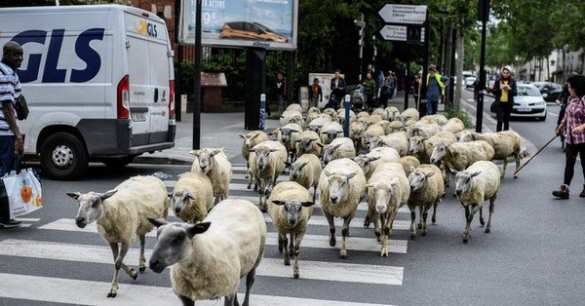 Це Европа: овцы оккупировали пригороды Парижа (ФОТО, ВИДЕО) | Русская весна