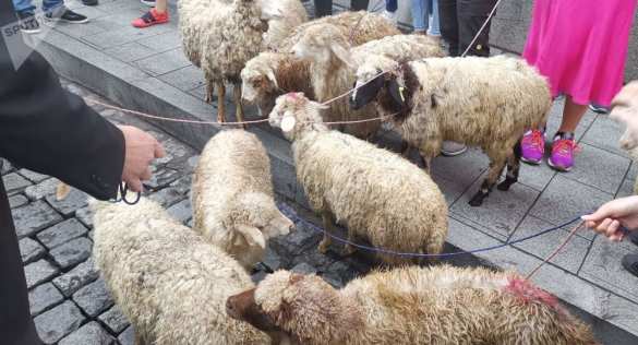 Стадо овец привели к парламенту Грузии: протест против нормализации российско-грузинских отношений (ФОТО, ВИДЕО) | Русская весна