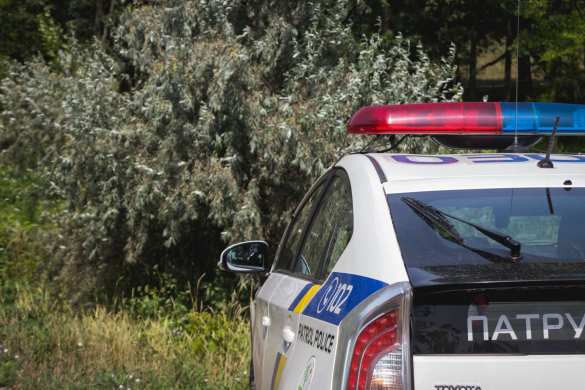 В Днепропетровске рой шершней насмерть загрыз мужчину (ФОТО 18+) | Русская весна