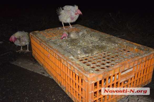 «Куриное» ДТП на Украине: птицы из перевернувшейся фуры вырвались на свободу (ФОТО) | Русская весна