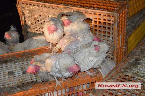 «Куриное» ДТП на Украине: птицы из перевернувшейся фуры вырвались на свободу (ФОТО) | Русская весна