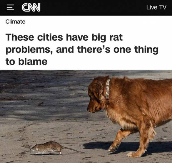 В этих городах большие проблемы с крысами, и винить в этом можно только один фактор | Русская весна