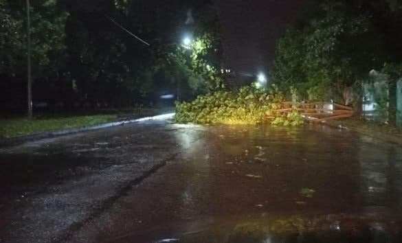 Дерево убило двух человек во Львове (ФОТО) | Русская весна