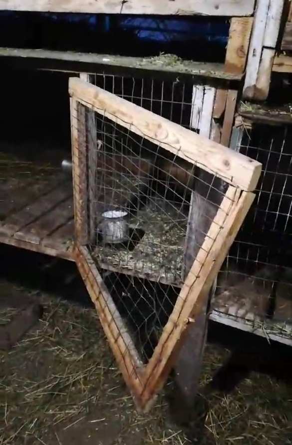 Гипнотизирует и отрывает головы: В Мариуполе объявилась загадочная «чупакабра» (ФОТО) | Русская весна