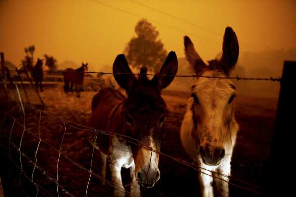 Чудовищные пожары: дым виден из космоса, миллиард животных погиб в Австралии (ФОТО, ВИДЕО) | Русская весна