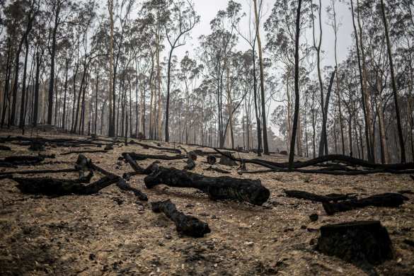 Чудовищные пожары: дым виден из космоса, миллиард животных погиб в Австралии (ФОТО, ВИДЕО) | Русская весна
